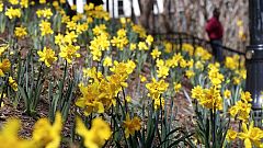 La primavera será dura para los alérgicos al polen