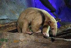 Nace en Madrid una cría de oso melero, una especie emparentada con el oso hormiguero
