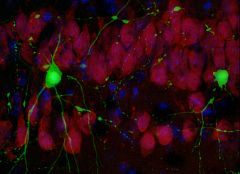 Consiguen revertir por primera vez la pérdida de memoria en ratones con inicio de alzheimer