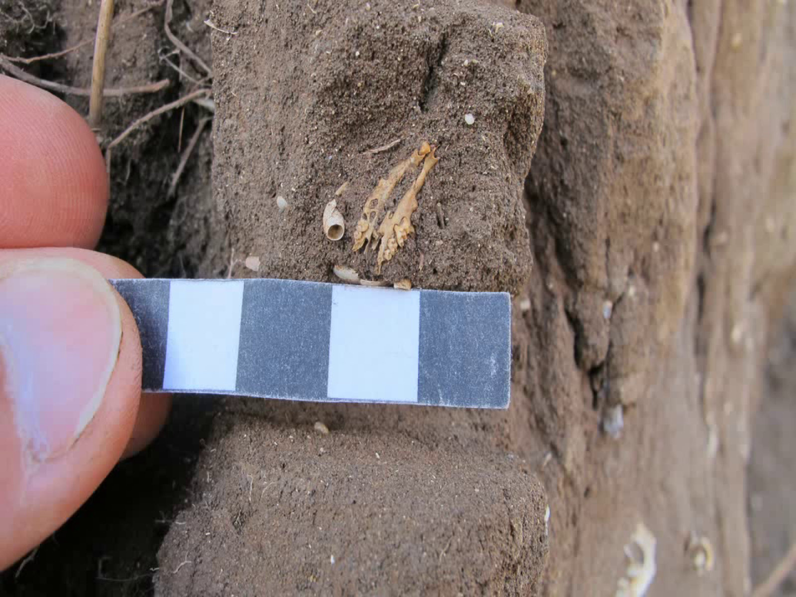 Restos antiguos de ratón doméstico encontrados en Madeira.