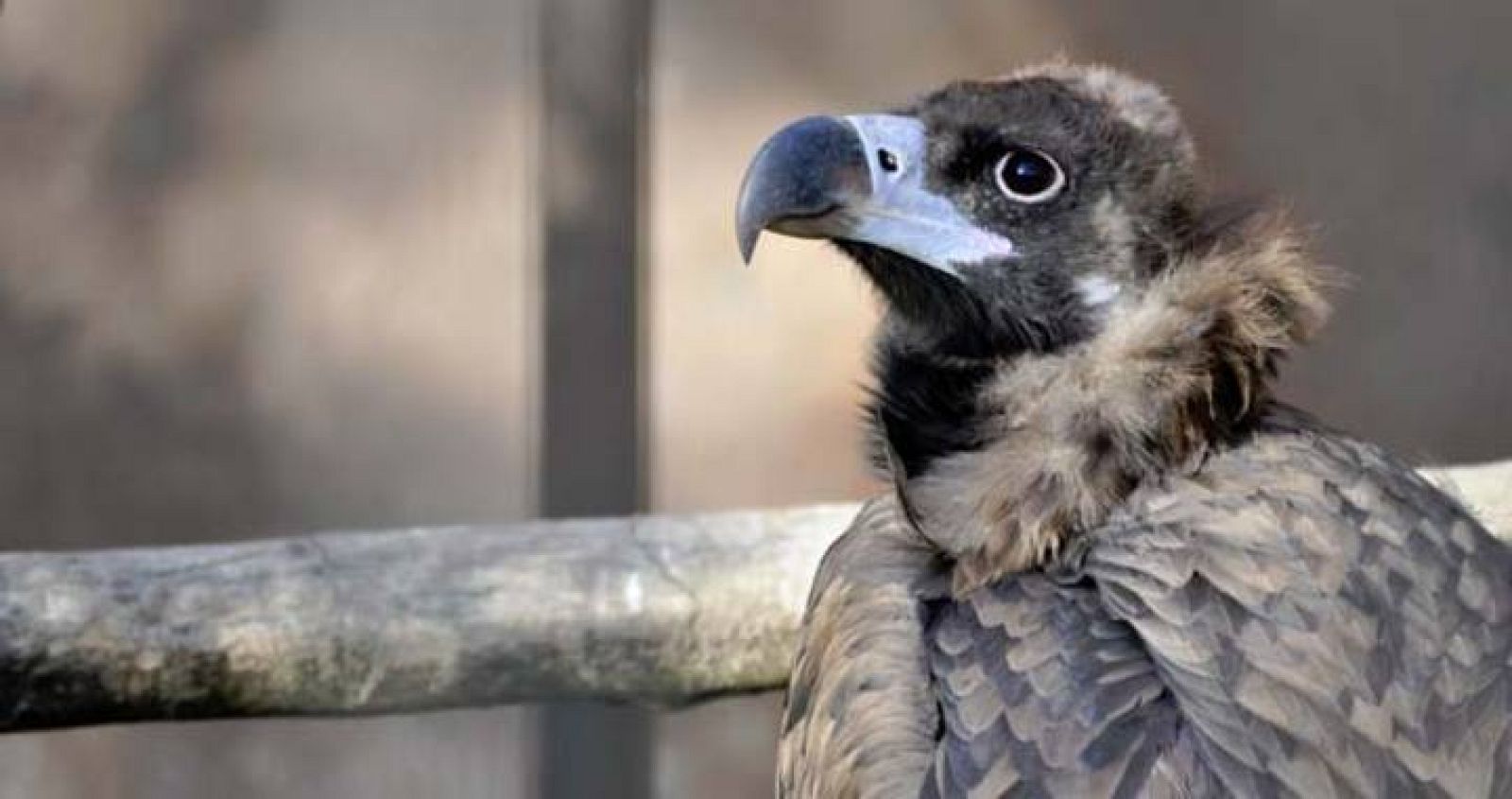 Un ejemplar de buitre negro.