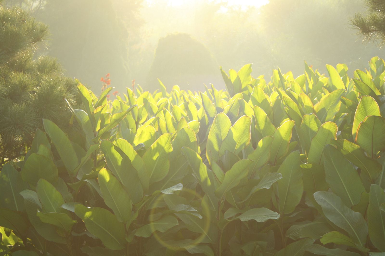 Hojas de árbol de banano.