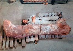 Un trabajador rural descubre en Argentina los restos del dinosaurio más grande del mundo