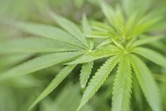 El abuso de la marihuana puede acabar en esquizofrenia por un mecanismo fisiológico