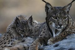 La muerte de los conejos por un virus hemorrágico, principal problema del lince ibérico