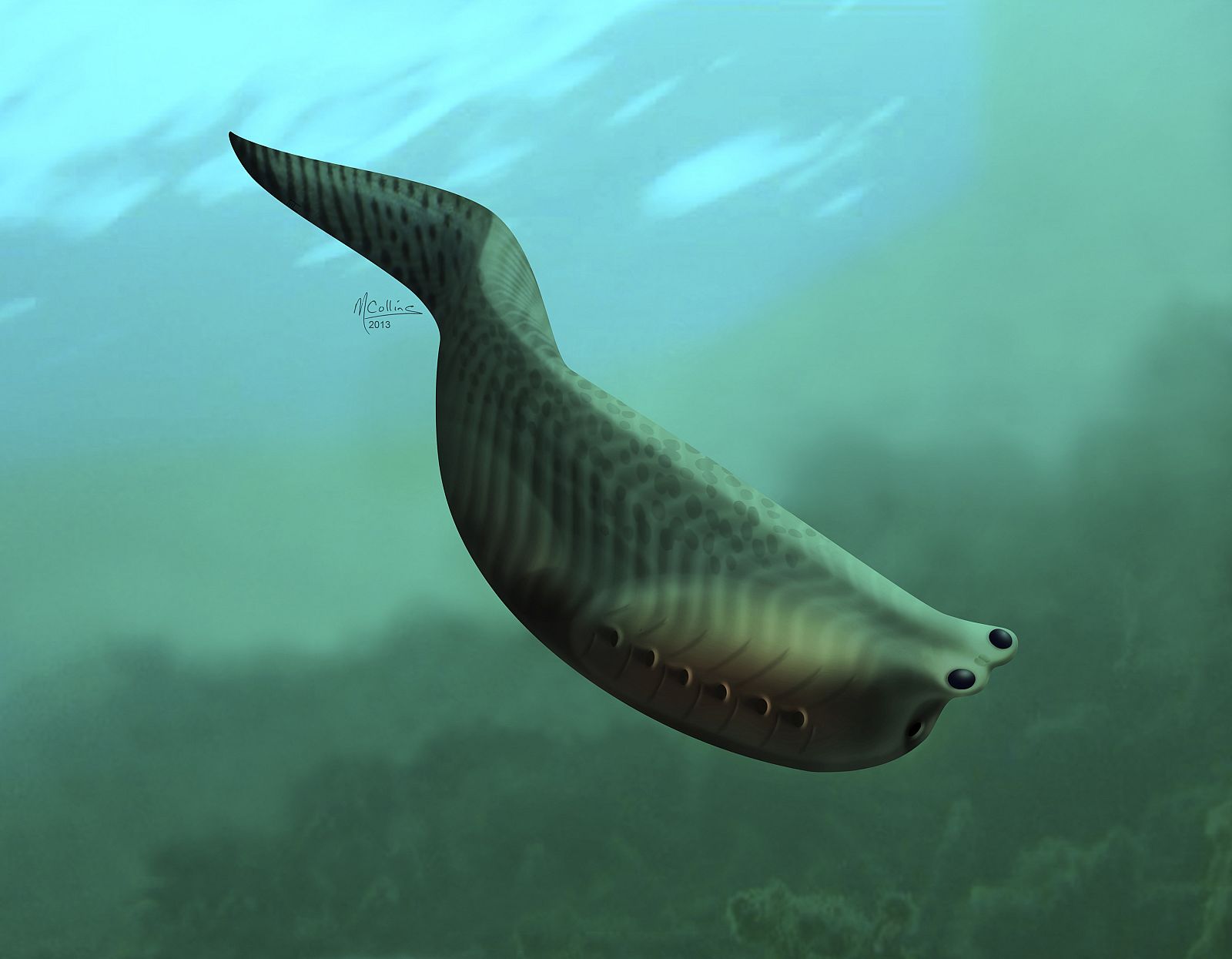An artist illustration of Metaspriggina, which lived about 514 to 505 million years ago during the Cambrian period is shown