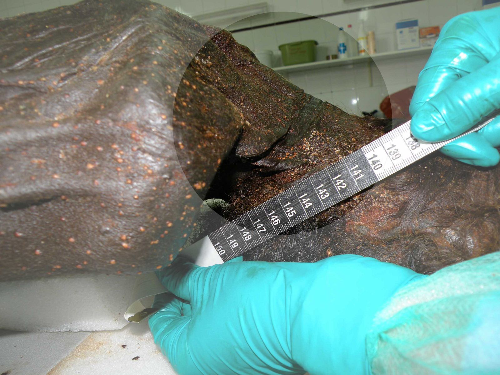 Detalle del cuello con las marcas de estrangulamiento