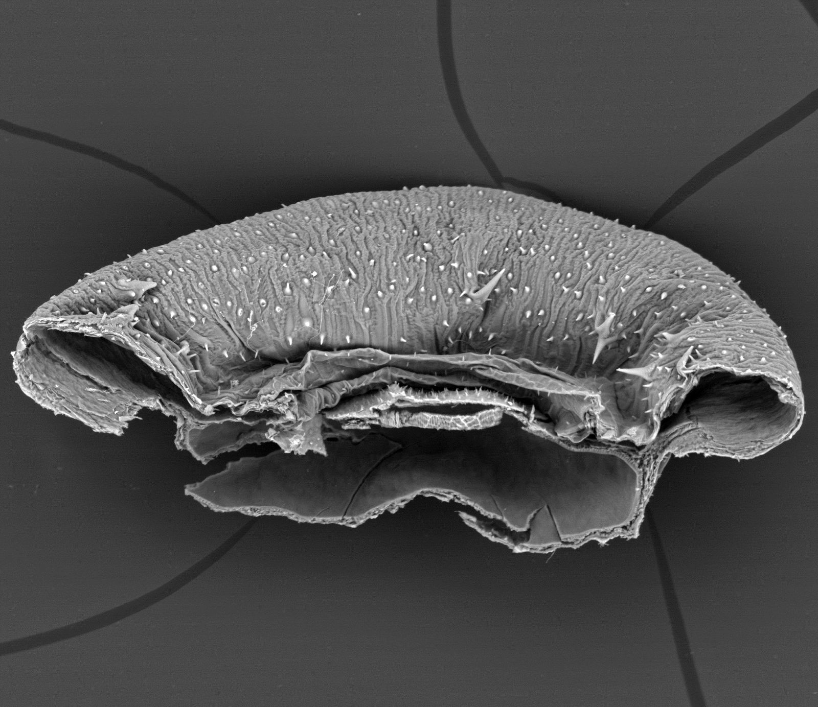 Imagen de microscopio de la planta Nihon.