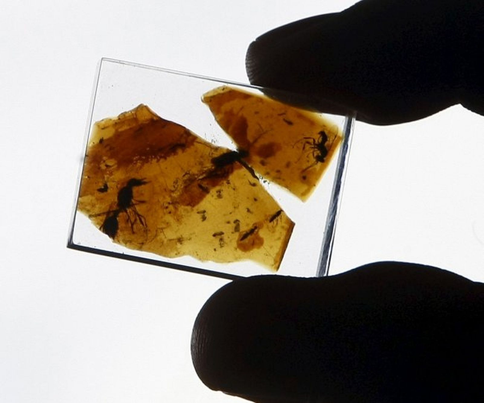 Muestra de ámbar de 110 millones de años y que contiene varios insectos hallado en el Soplao, en Cantabria