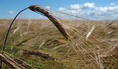 La producción agrícola aumentará la próxima década y se estabilizarán los precios