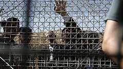 Al menos 150 inmigrantes intentan entrar en Melilla en un nuevo salto a la valla