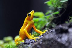 Los científicos alertan de que el planeta sufre la sexta ola de extinción masiva de fauna