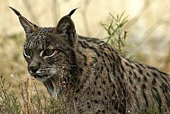 La población de lince cae un 10% en Andalucía en 20 meses por atropellos