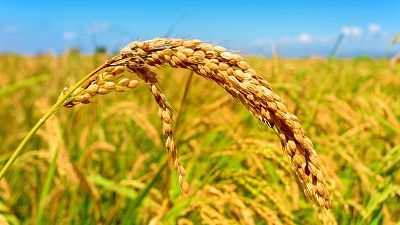 "El arroz me habla": el día a día de un productor de arroz