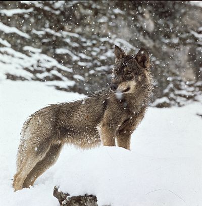 ¿Quién ataca a las ovejas, lobos o perros? | RTVE