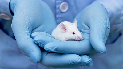 Por qué y para qué se usan cada año 800.000 animales en laboratorios españoles