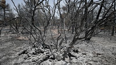 Balance de incendios en España: hasta junio se ha quemado casi la misma superficie que en todo 2021