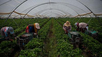 La Junta de Andalucía responde a la UE que el acuífero de Doñana "ni se toca ni se afecta"