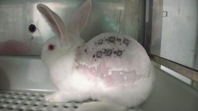 El maltrato en Vivotecnia aviva la polémica sobre la experimentación en animales: "No es un hecho aislado"