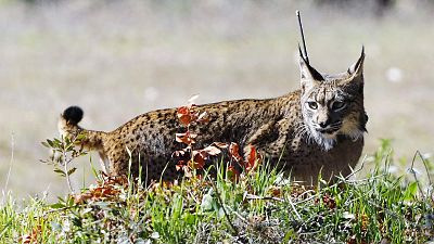 Matar a un animal supondrá dos años de prisión y la ley de protección acabará con el sacrificio de mascotas