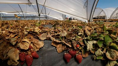 Parlamentarios alemanes viajan a España para conocer de primera mano la situación de Doñana