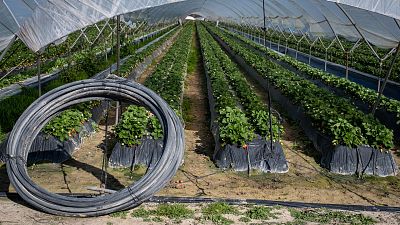 PP y Vox sacan adelante en el Parlamento andaluz la tramitación de la ley para legalizar regadíos en Doñana