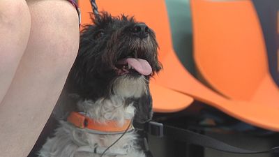 Seis consejos para evitar que el calor afecte a tu mascota