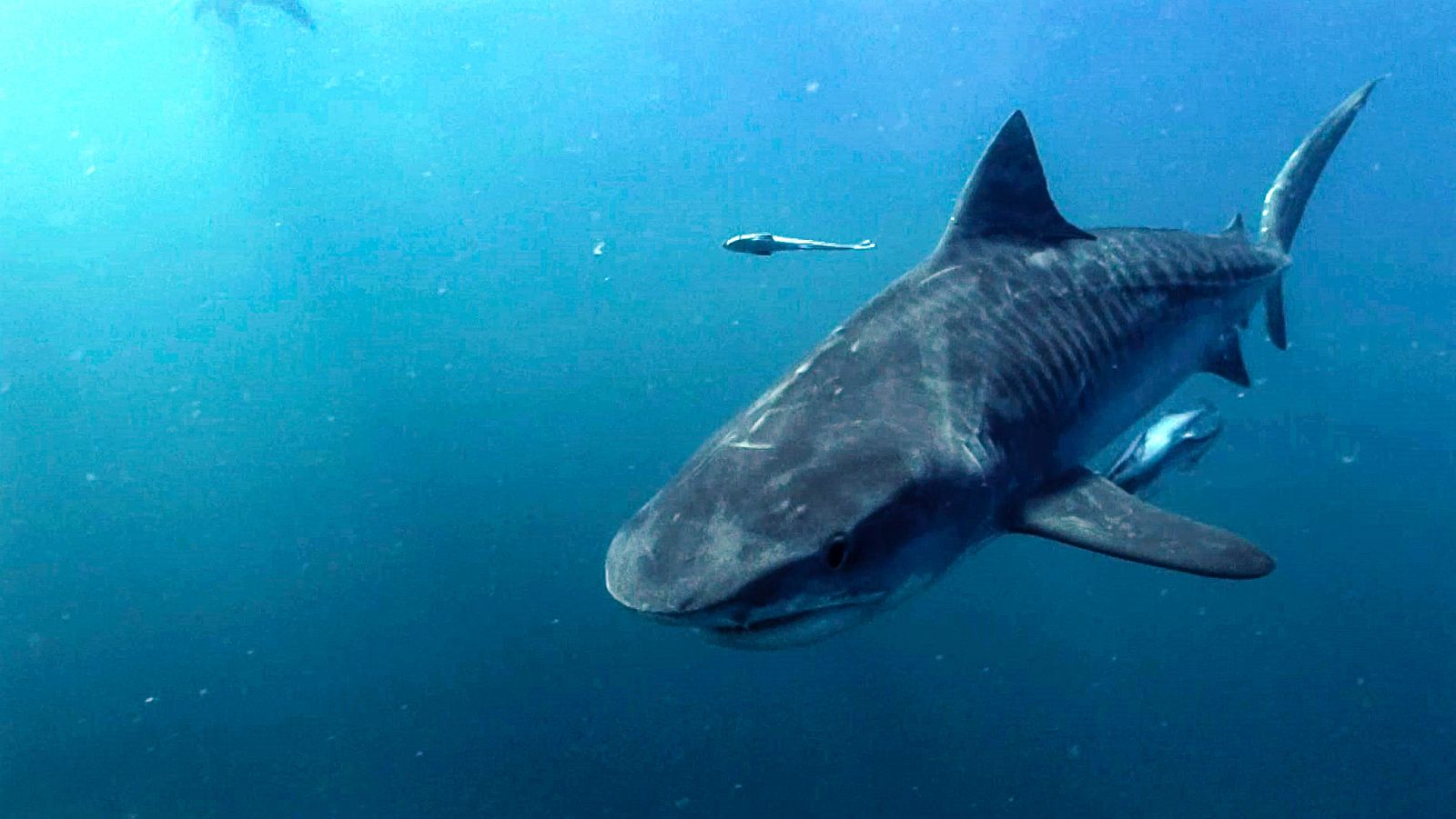 Mares supremos - Episodio 1: Océanos - ver ahora