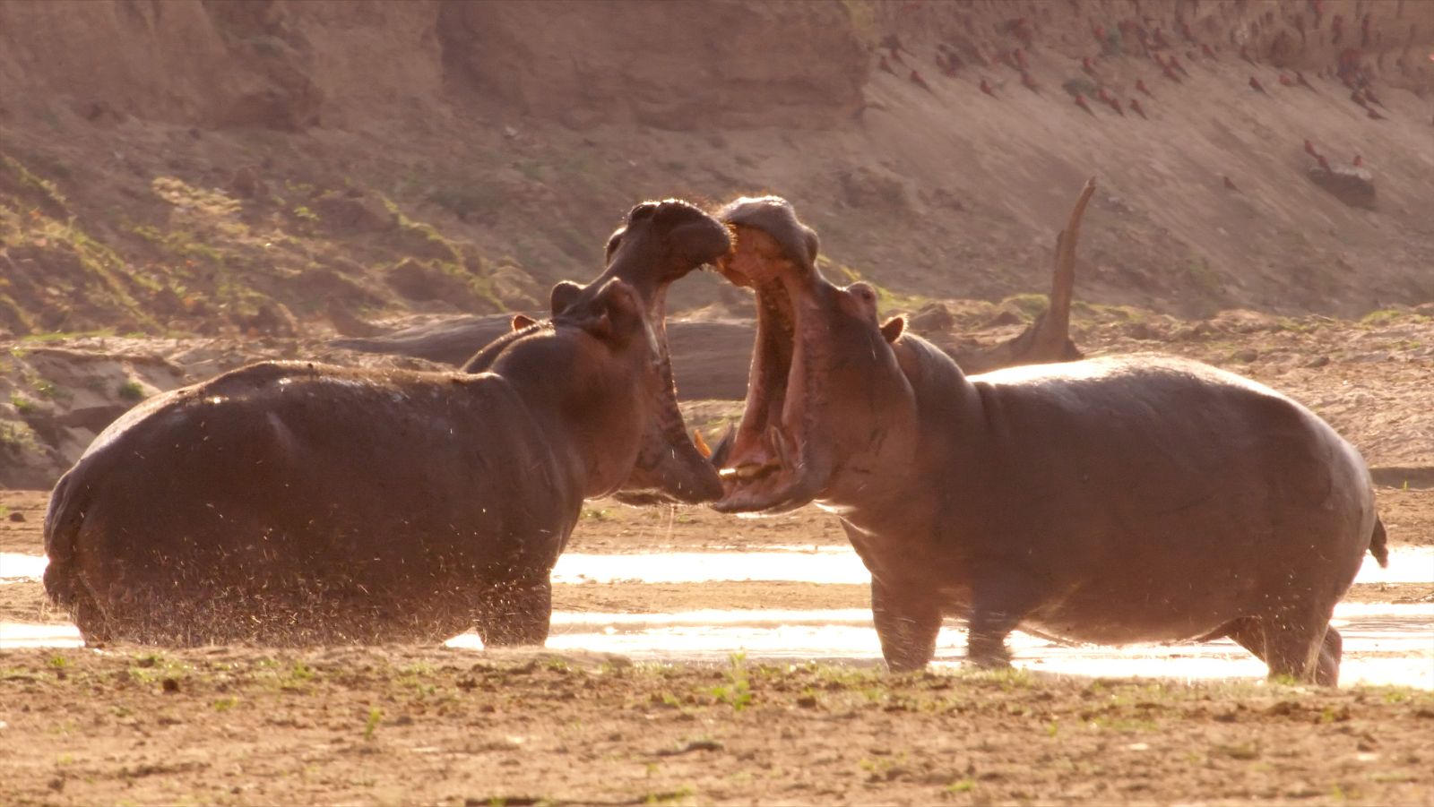 La gran sequía - Episodio 3: La llegada de las lluvias - ver ahora