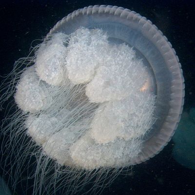 El Pacífico más salvaje