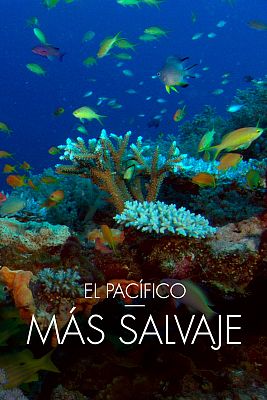El Pacífico más salvaje