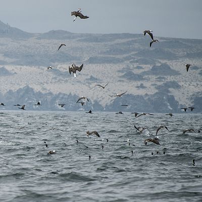 La corriente de Humboldt