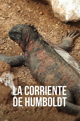 La corriente de Humboldt