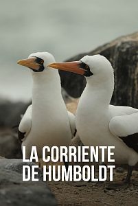 La corriente de Humboldt