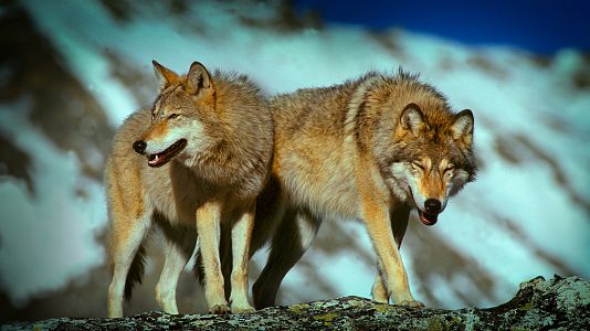 Austria salvaje. La fuerza del agua