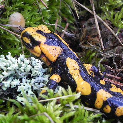 Italia. El último territorio salvaje