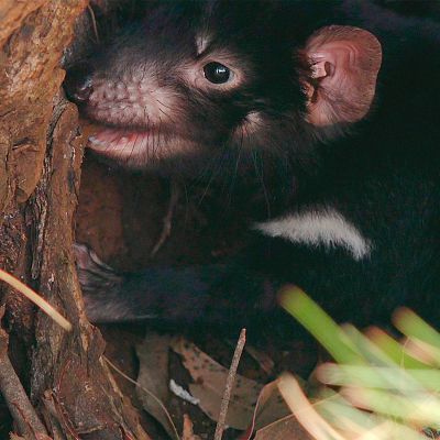 La vida secreta del demonio de Tasmania