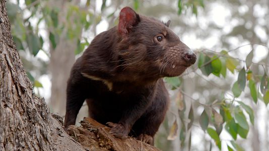 La vida secreta del demonio de Tasmania