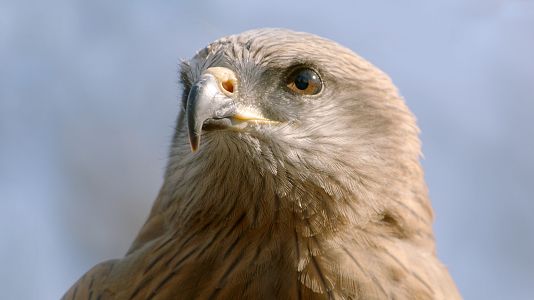Un año salvaje en la Tierra