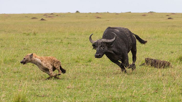 Leones contra hienas