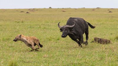 Leones contra hienas