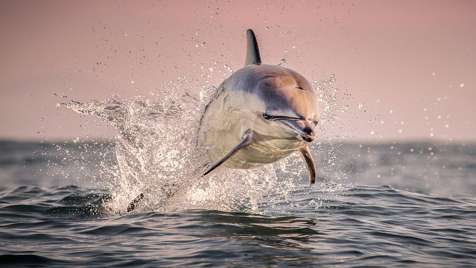 Las islas salvajes de Irlanda - Verano al  límite - ver ahora
