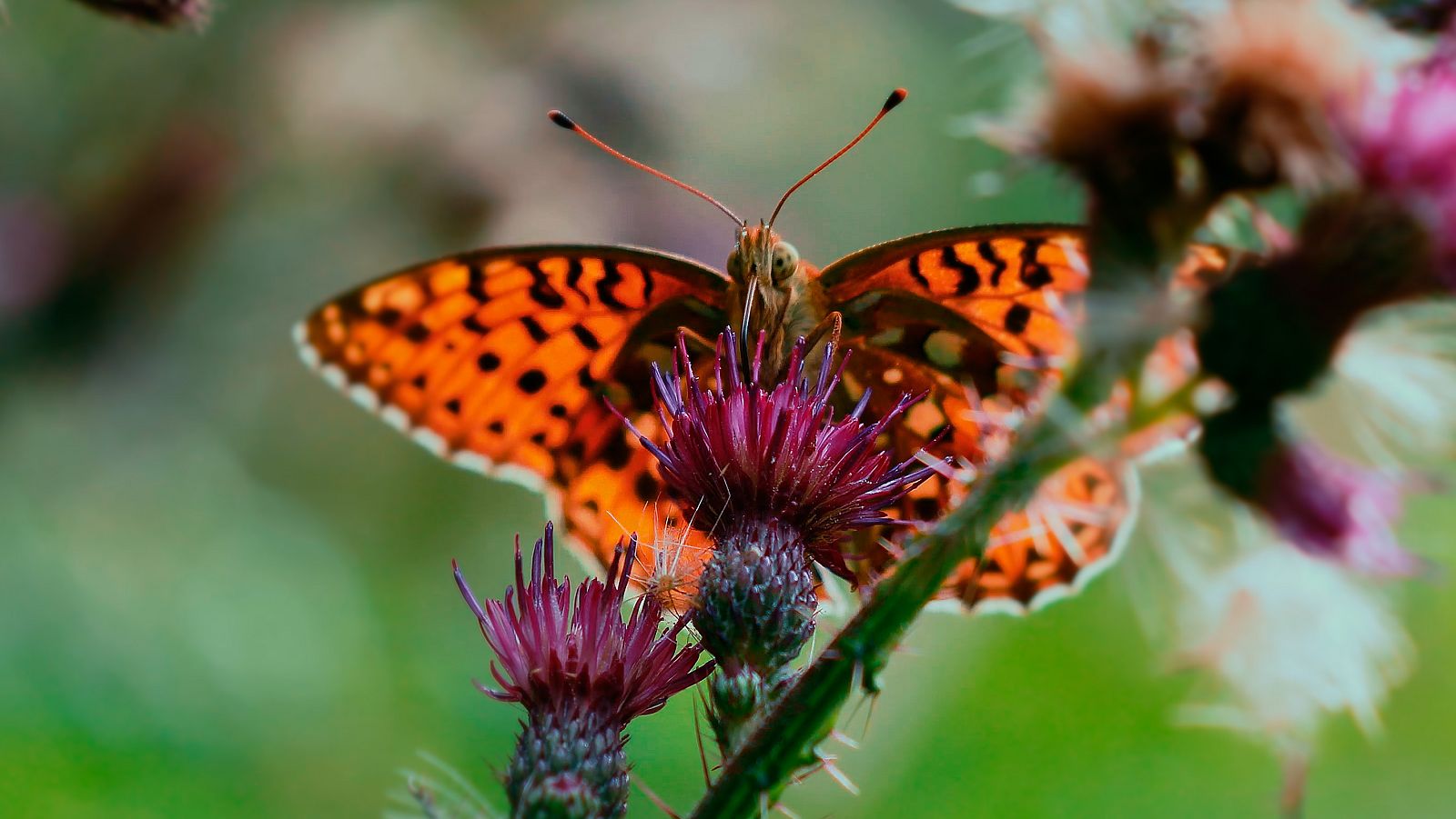 Viviente - Segunda parte - Los cursos de agua - ver ahora
