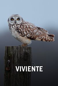 Viviente