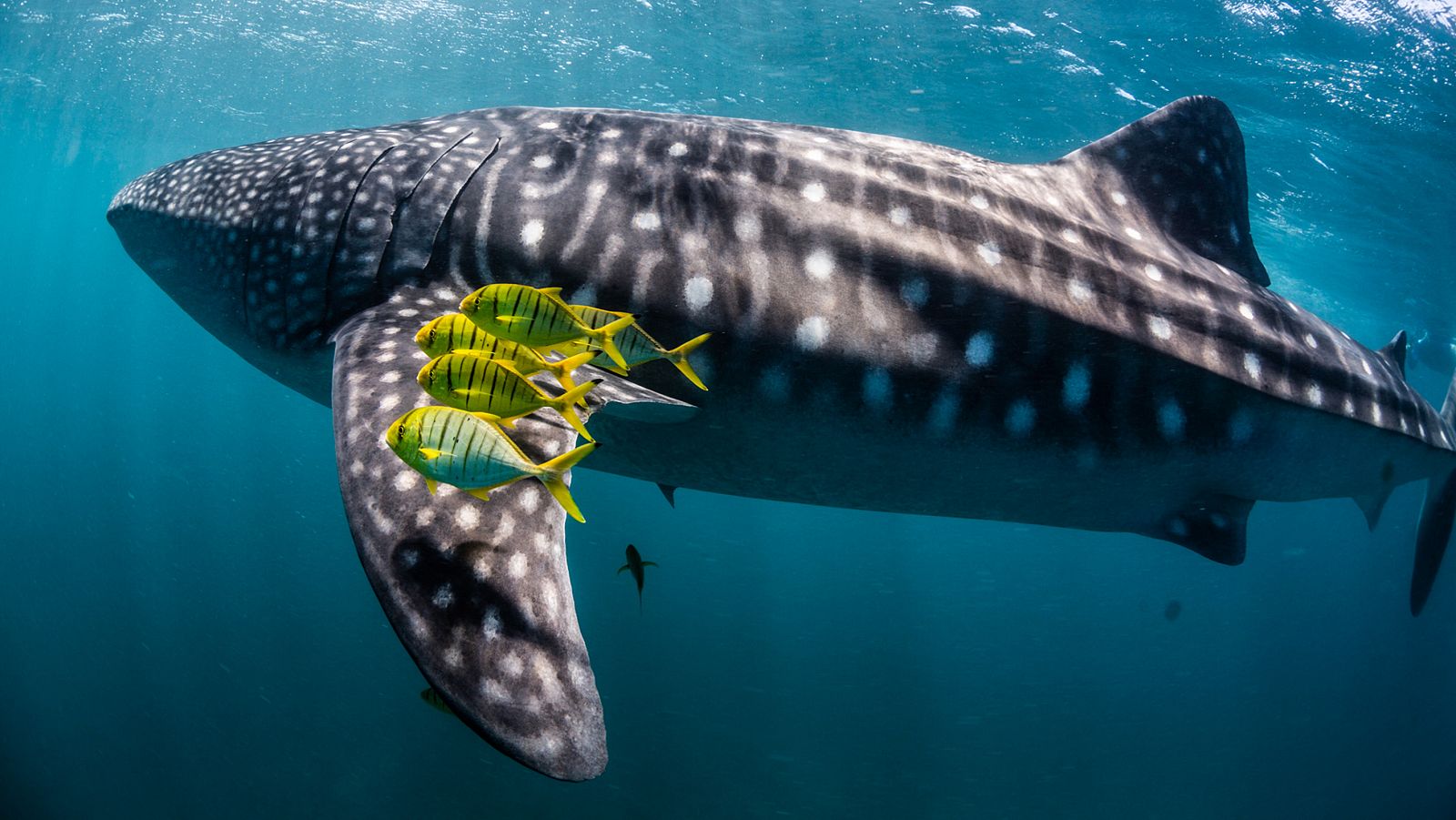 Ningaloo. La maravilla del océano de Australia - Episodio 3 - Elecciones - ver ahora