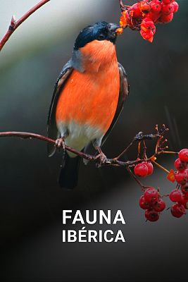 Fauna ibérica