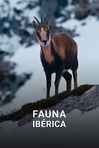 Fauna ibérica
