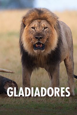 Gladiadores