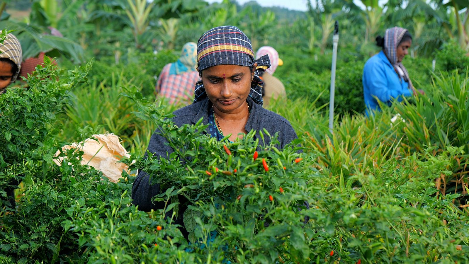 Maestros de los sabores - T2 - Los maestros de los limones - ver ahora