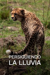 Persiguiendo la lluvia